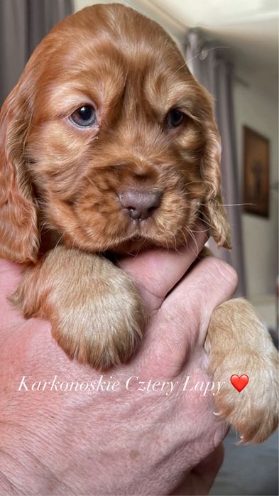 Cocker spaniel angielski