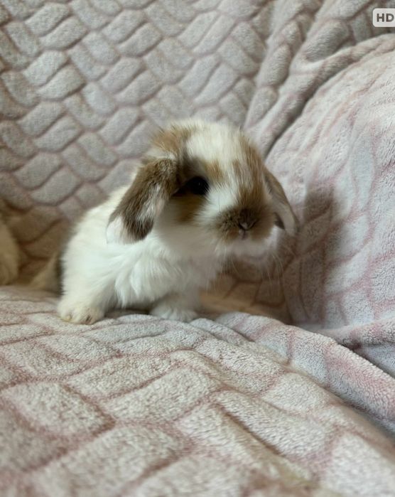 Królik miniaturka,  króliki karzełki tedi długowłose Mini lopki