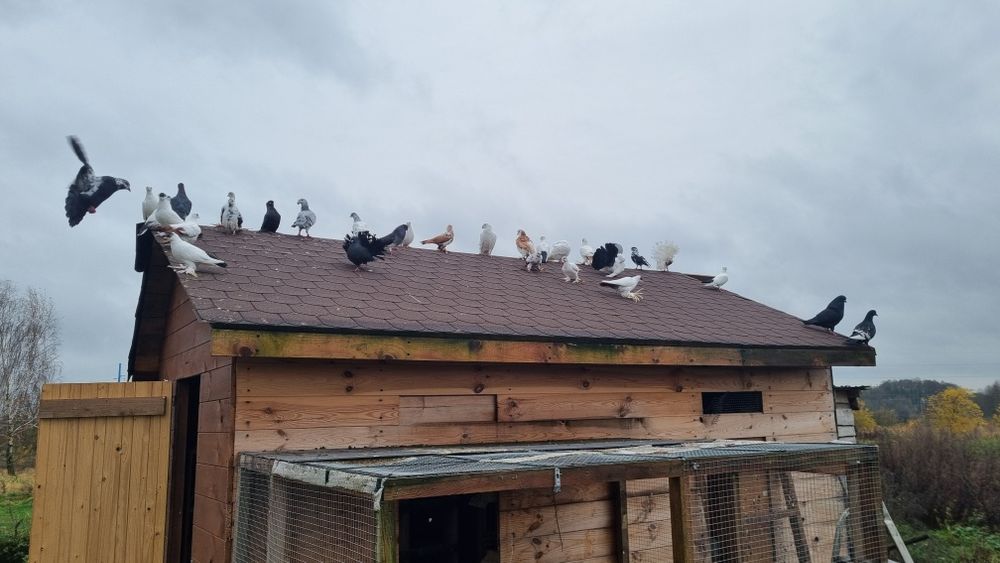 Gołębie ozdobne winerki pawie wiedynki itp