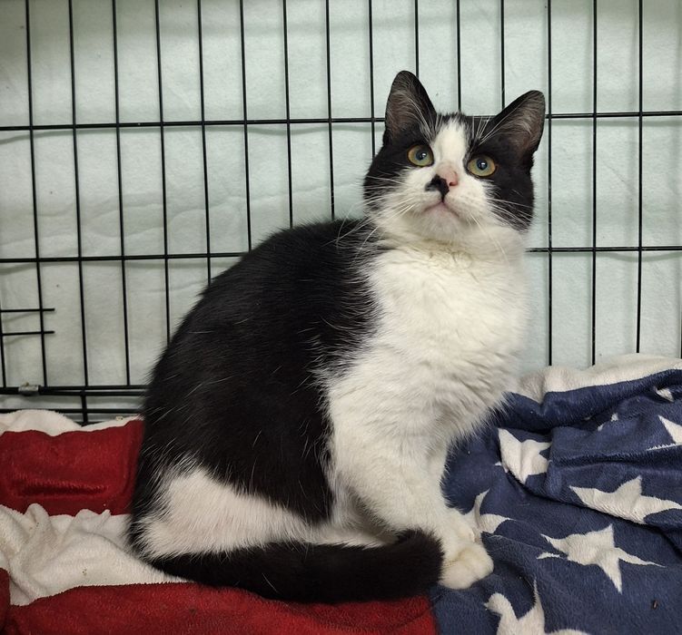 Kocurek do PILNEJ adopcji