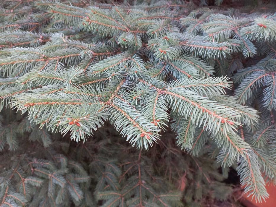 Жива ялинка,віддам базкоштовно,самовивіз