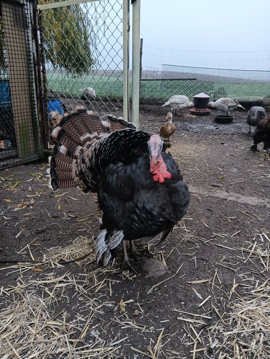 Młody Indyk Staropolski