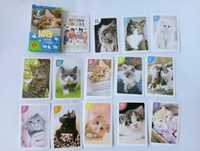 Koty Piotruś + Pamięć Memory karty dla miłośnika kotów