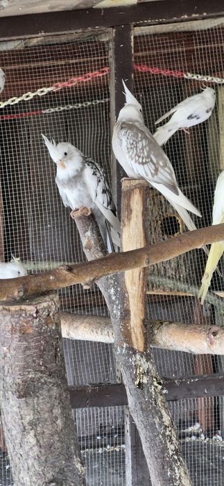 Sprzedam papugi nimfy