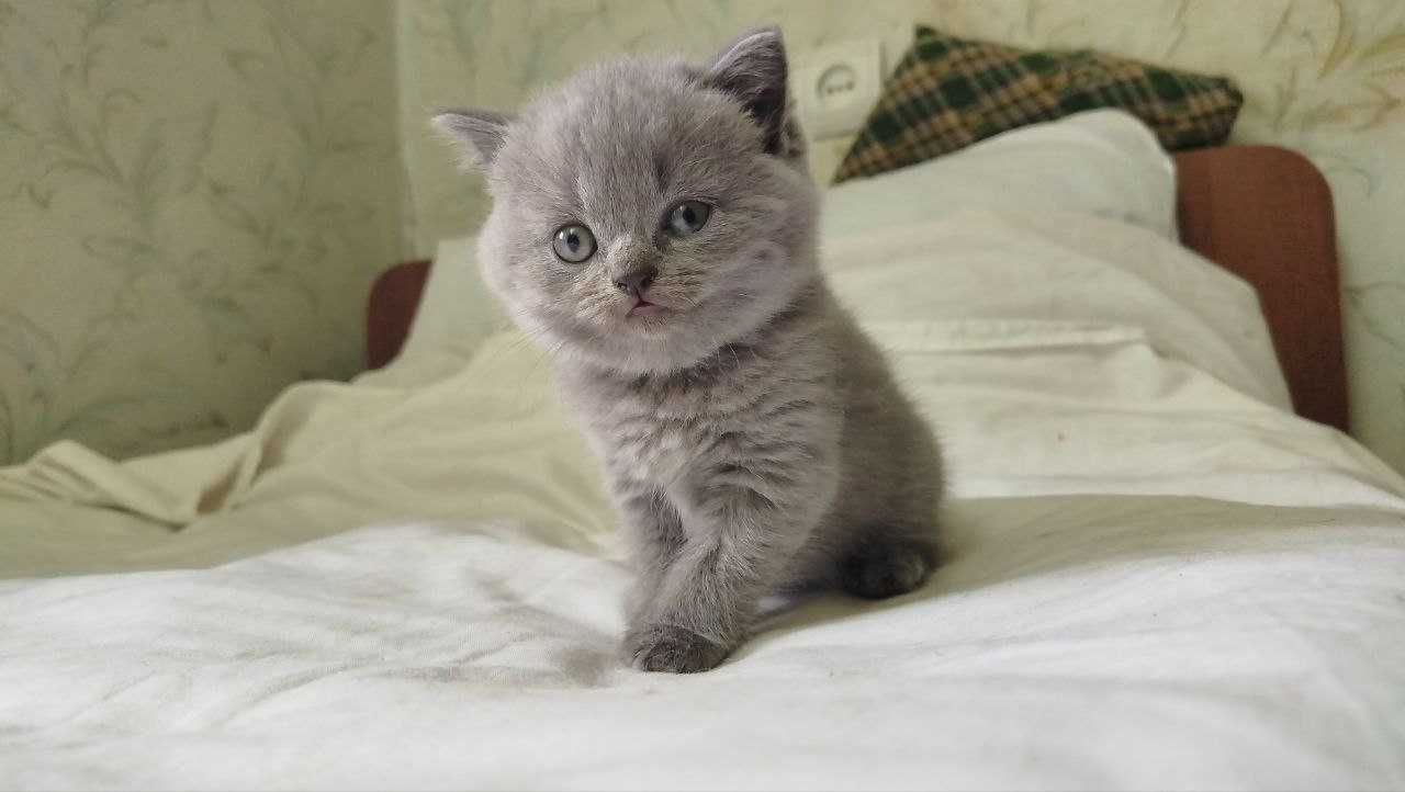 Шотландські кошенята