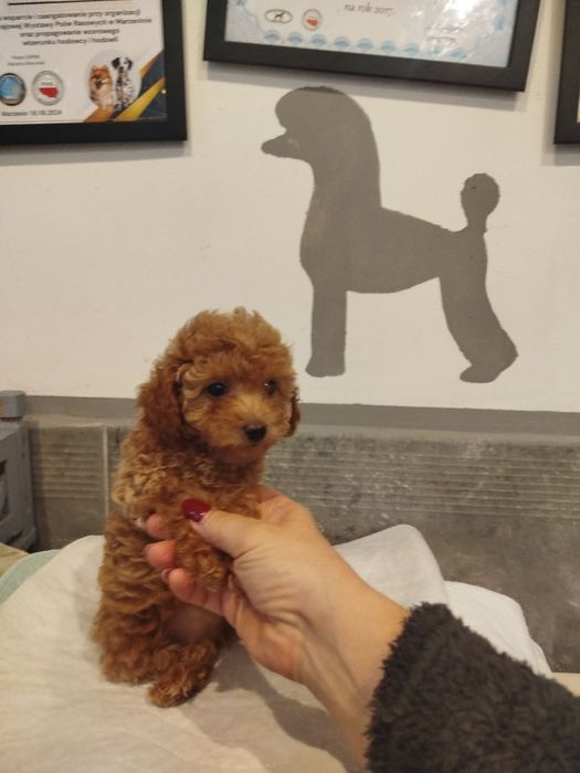 Pudel toy aprcot/ toffi sunia