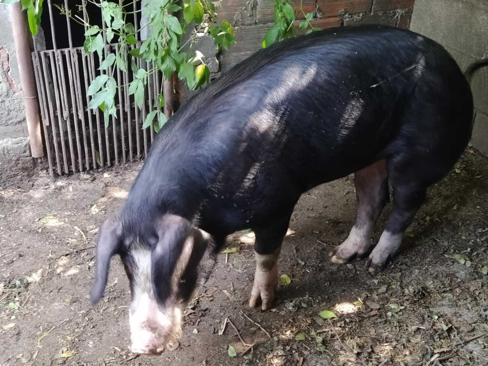 Porco inteiro de boa raça.