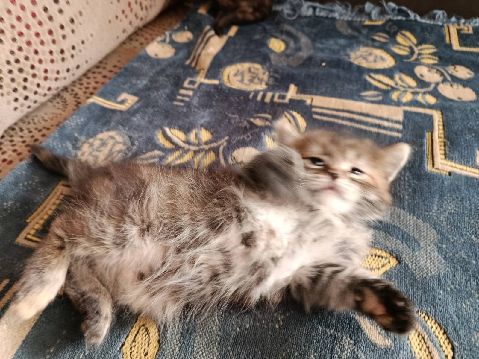 Отдам котят в хорошие руки
