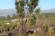 Terreno 8.533m2 em Sameice - Seia
