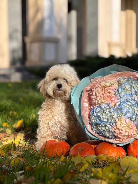 Мальтіпу хлопчик