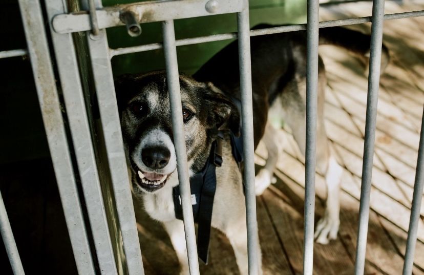 Przezimuj bezdomnego pieska!