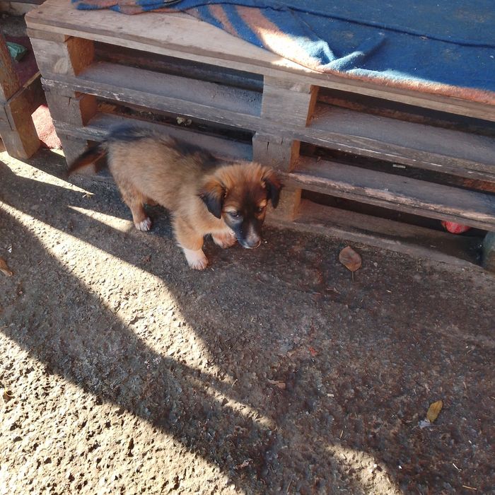 Віддам безкоштовно три дівчинки