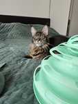 Kotka Maine Coon - Bella