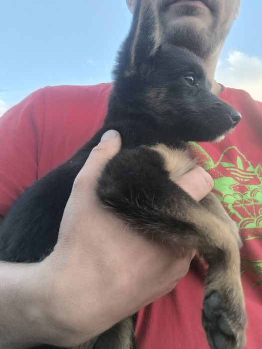 Pequinos traquinas, mãe pinscher n° 6