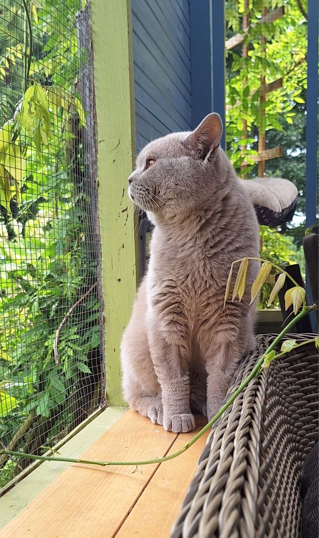 Liliowy kocurek z legalnej hodowl