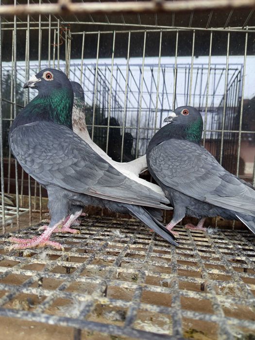 Gołębie andaluzy