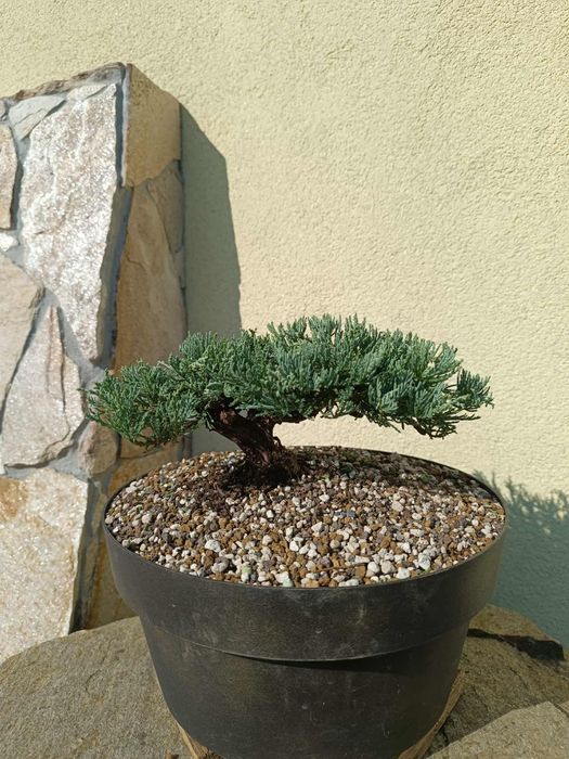 Bonsai z jałowca 5-letni