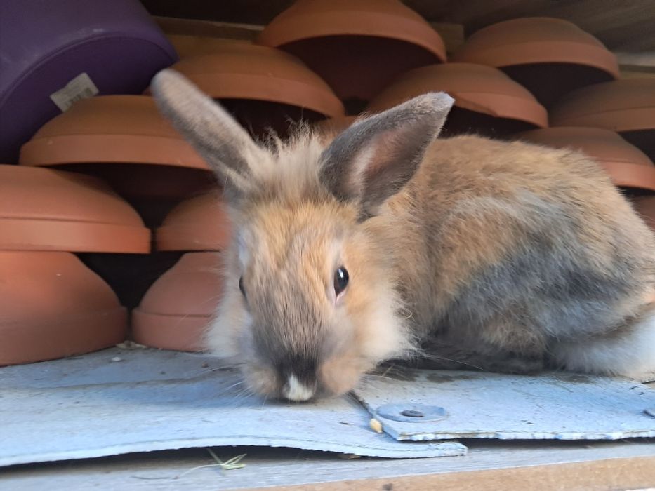 króliki miniaturki gotowe do odbioru