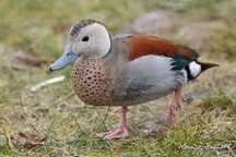 Troco fêmea por macho ring teal