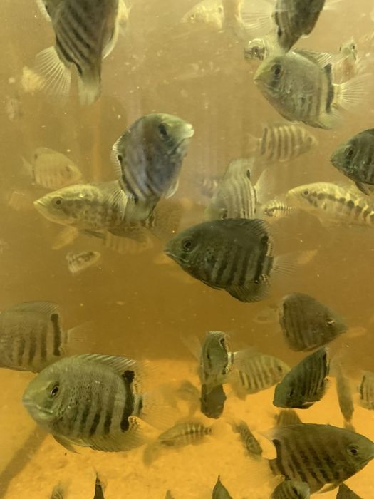 Ciclídeos americano Criação própria