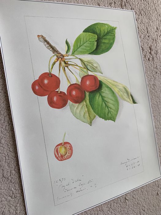 Gobelin na płótnie HD/Obrazek/Vintage Retro Fruit/Cherries