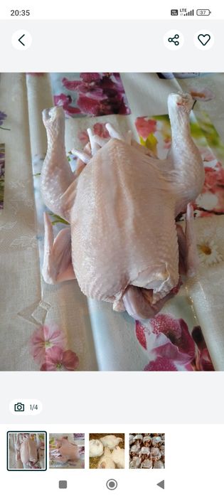 Kurczaki na rosół i pieczeń Gdańsk dowóz