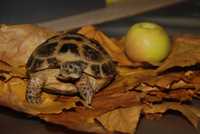 Сухопутная  чепепаха - ручная черепаха вегетарианец 16-18 см