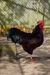 ovos galados rhode island red