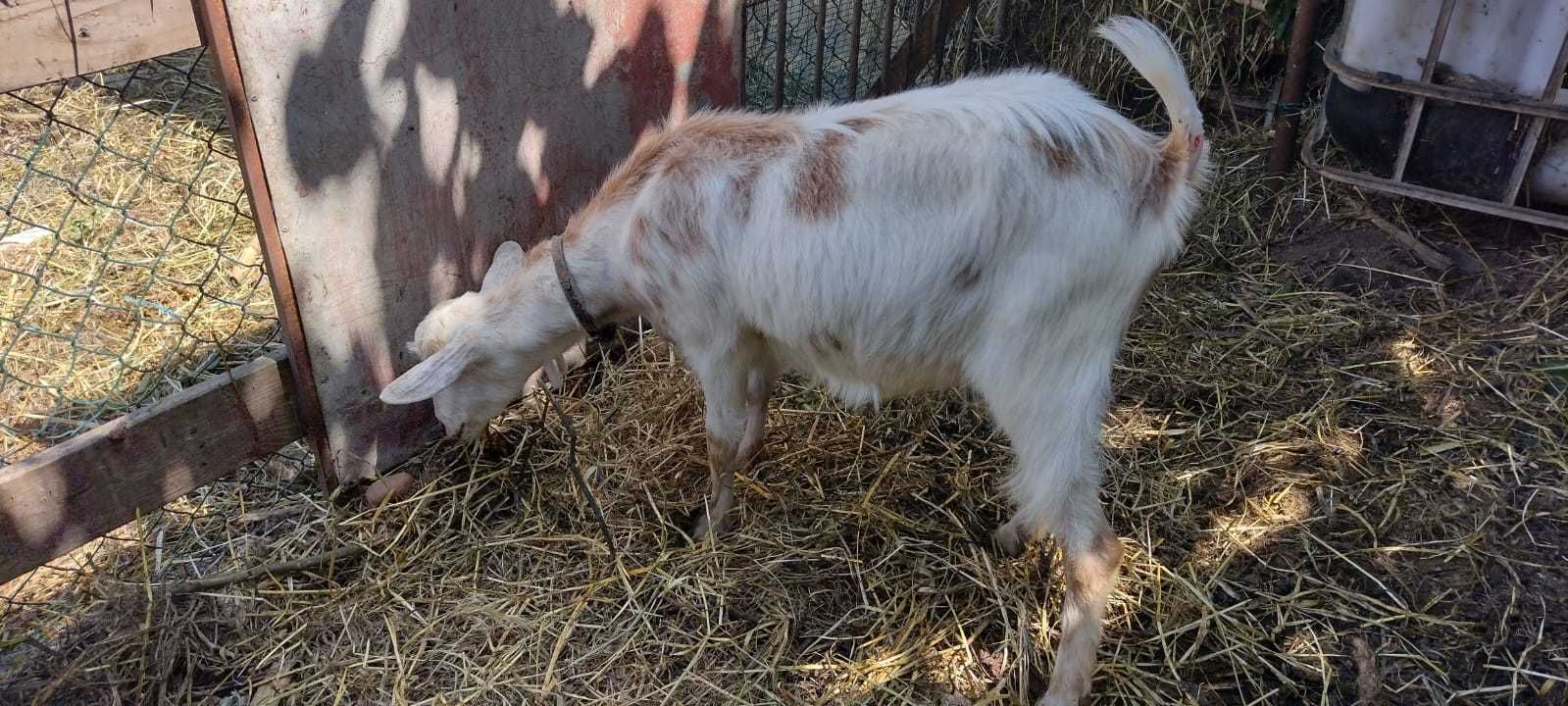 Cabra média à venda!!