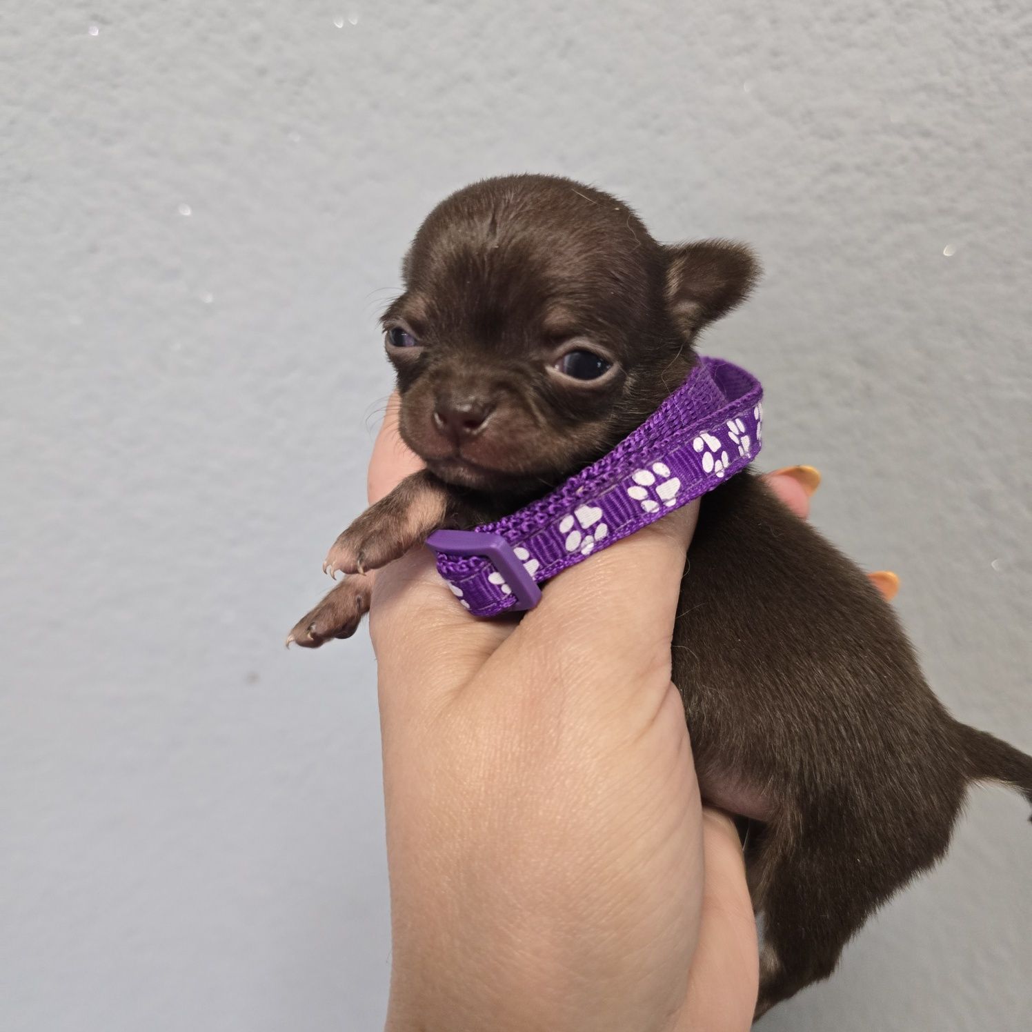 Chihuahua samiec czekoladowy podpalany xs