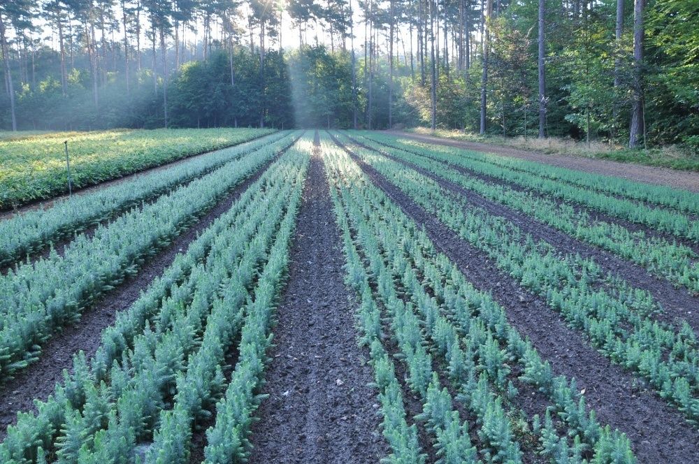 Świerk Srebrny sadzonka Cena Producenta 2/1,  POSADZIMY