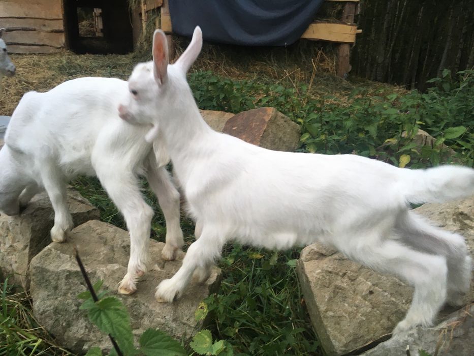 Koziolek saanenski po rodowitym djcu