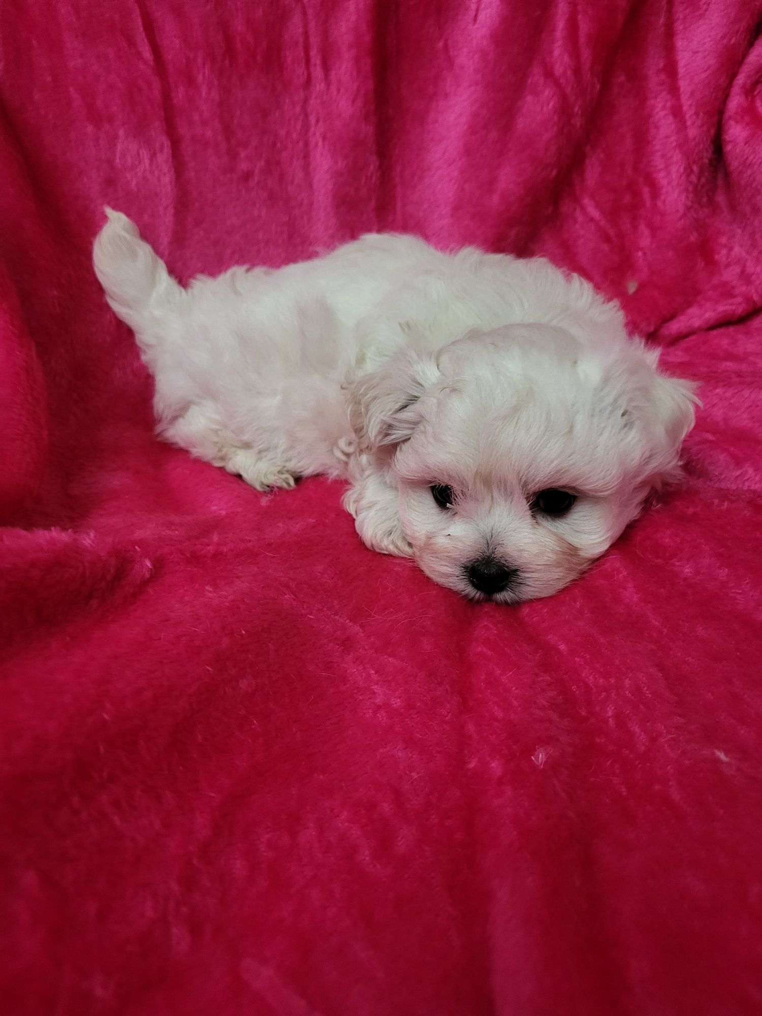 Bichon Maltês  menina excelente exemplar da raça