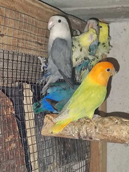 Várias espécies de Psitacideos