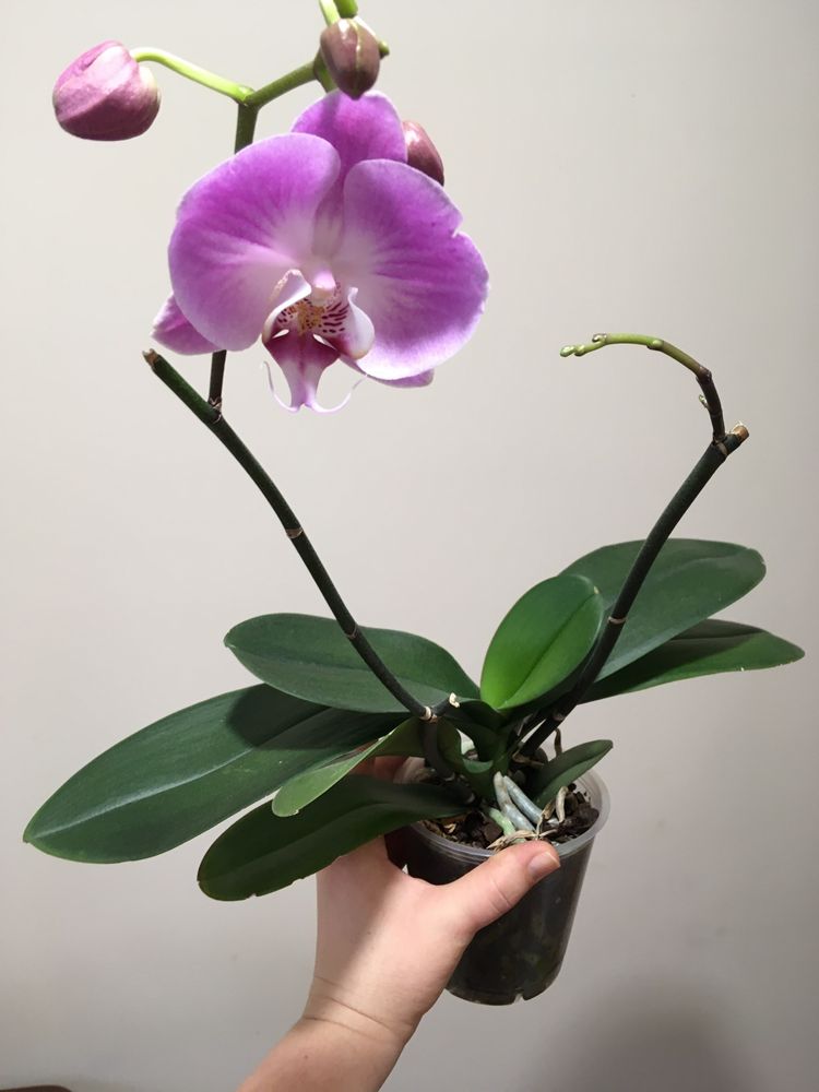 Орхидея. Фаленопсис