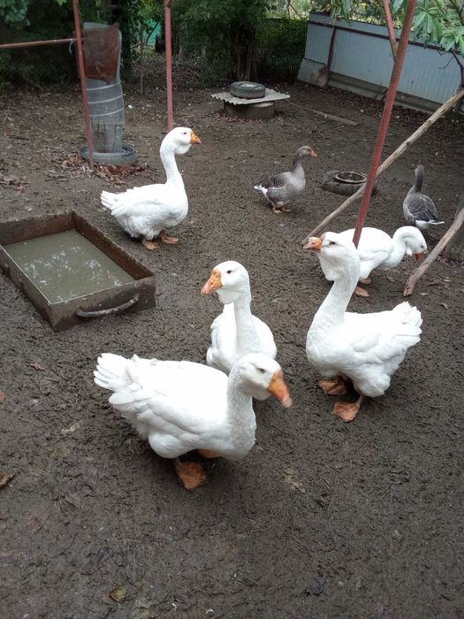 Продам гуси породи Холмогоии