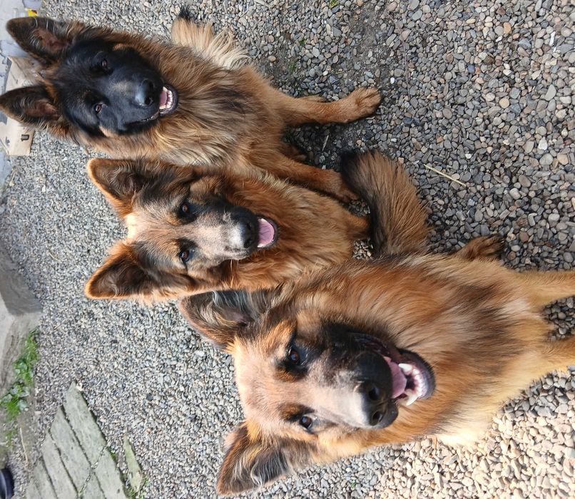 Owczarek Niemiecki Busko -Zdrój Szczeniak