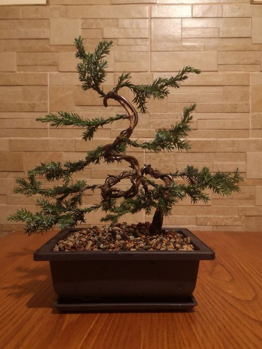 Дерево Бонсай. Живе дерево. Ручна робота. Міні дерево. Подарунок
