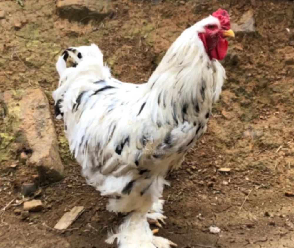 Ovos galinha Brahama Azul