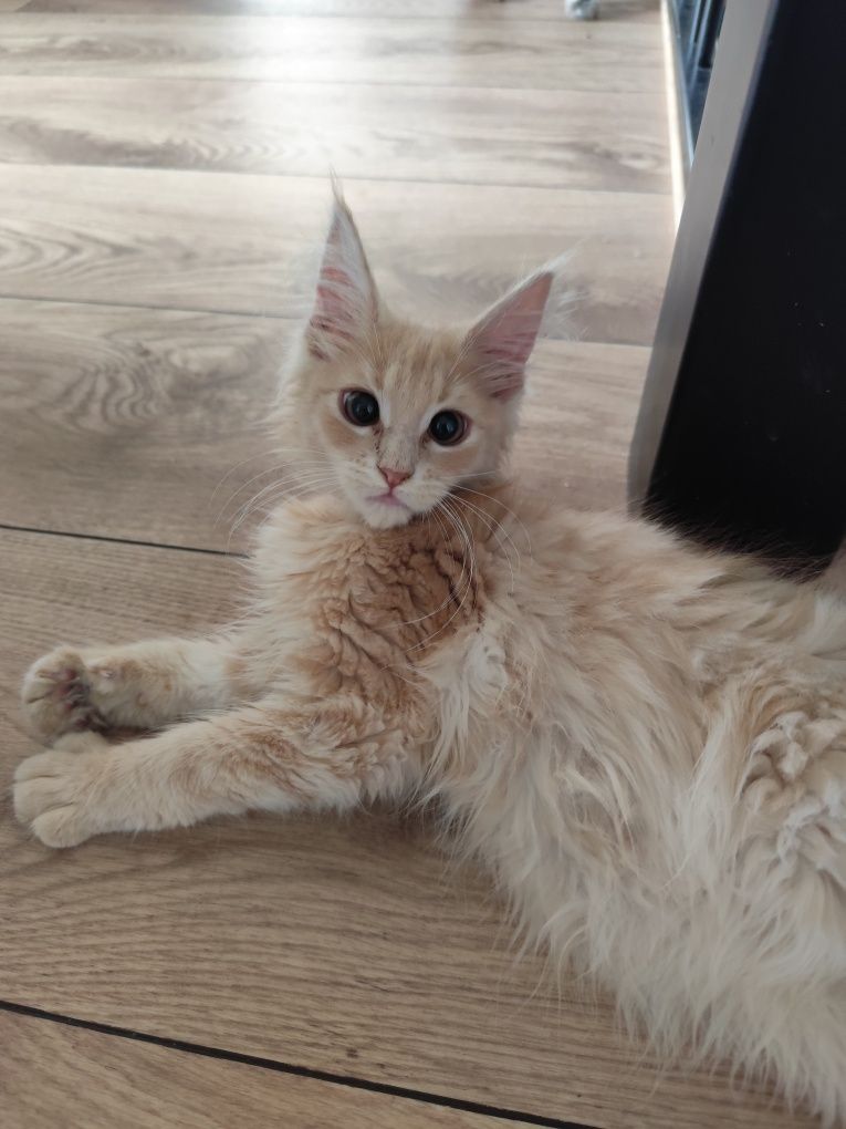 Kremowy kocurek Maine Coon- gotowy do odbioru