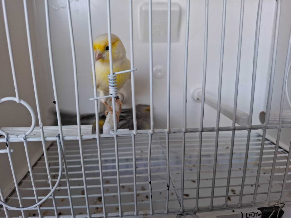 Canários variados