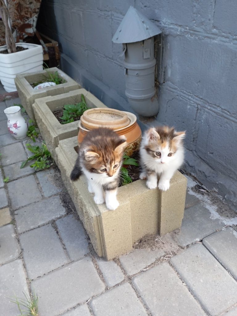 Котік и кошечка,трехцветки,ищут своих хозяев.