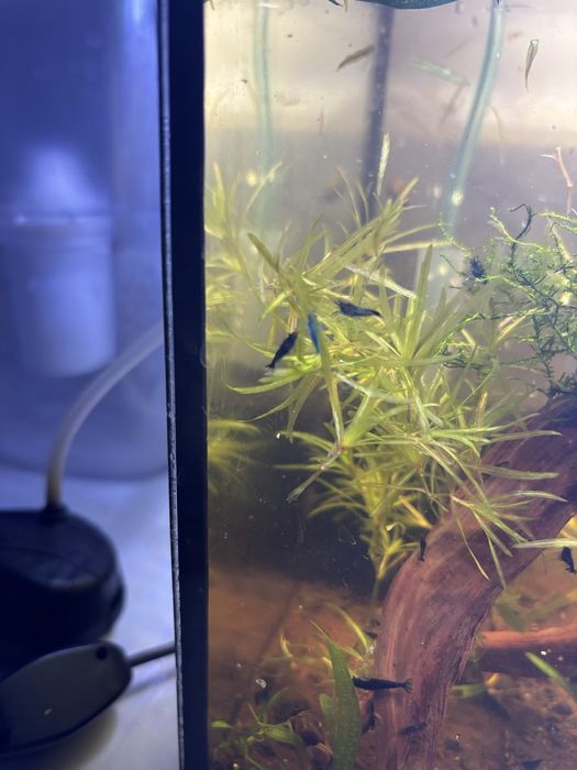 Krewetki neokaridina “Blue dream”