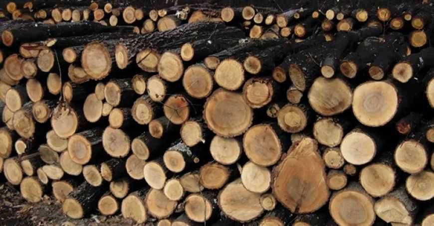 Дрова граб дуб ясен тополя сосна, перегній, чорнозем Кам’яні Потоки