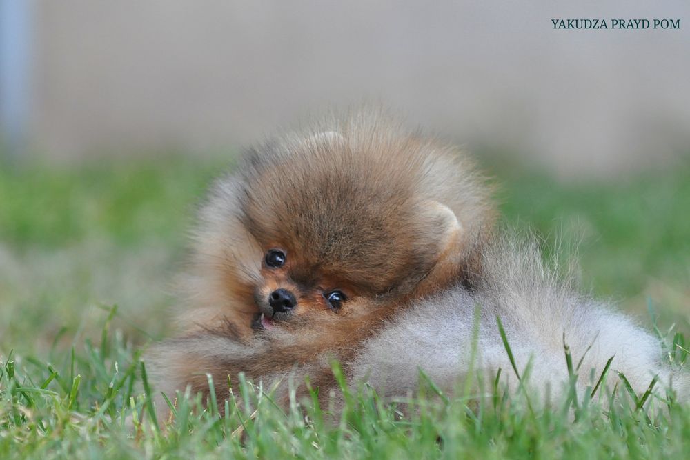 До уваги красень Кузя