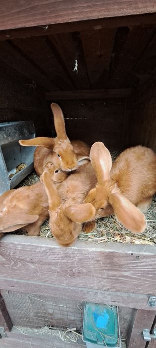 Króliki czerwone nowozelandzkie