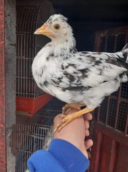 Garnizos para Criação