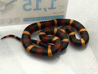 Lancetogłów campbella / Wąż / Lampropeltis campbelli / Samica / Hallow