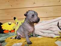 JEEP POTENCJAŁ Nagi pies meksykański Mini- Xoloitzcuintli (Xolo)