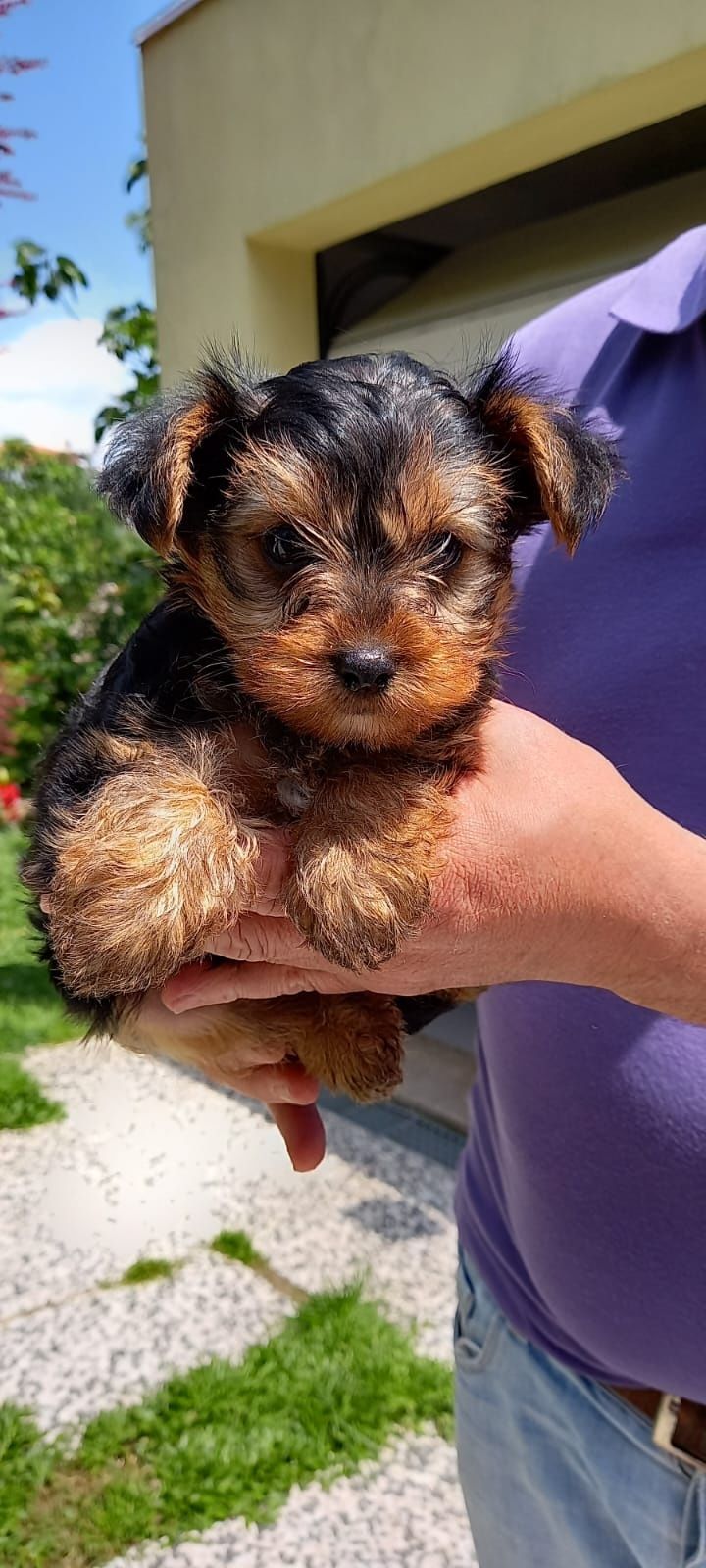 Yorkshire Terrier super miniatura